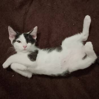 Rescue Domestic Short Hair Cats for Adoption in Durham, North Carolina - Half And Half | PetCurious