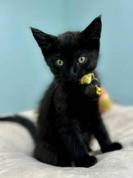 Lucas - Sweet and affectionate -  Domestic Short Hair Cat Available for Adoption in Muskego, Wisconsin - Lucas - Sweet And Affectionate | PetCurious