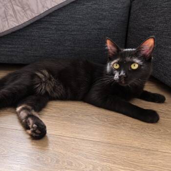 Clover -  Domestic Long Hair Cat for Adoption in Hemet, California - Clover | PetCurious