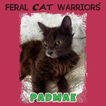Domestic Medium Hair Cats Available for Adoption in Kingman, Arizona - Padmae | PetCurious