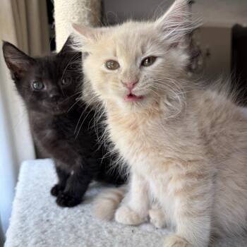 Gloria (bonded w/Fork) -  Domestic Short Hair Cat for Adoption in Lexington, Kentucky - Gloria (bonded W/Fork) | PetCurious
