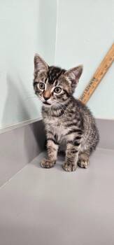 Peanut -  Domestic Medium Hair Cat for Adoption in Athens, Tennessee - Peanut | PetCurious