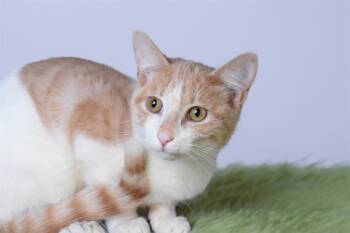 Rescue Domestic Short Hair Cats for Adoption in Fort Lauderdale, Florida - MARSHALL | PetCurious