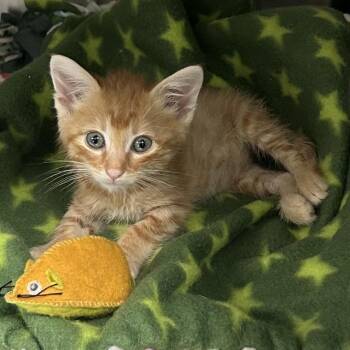 Garfield* -  Domestic Short Hair Cat for Adoption in San Gabriel, California - Garfield* | PetCurious