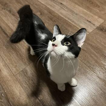 Rescue Domestic Short Hair Cats for Adoption in Thomaston, Connecticut - Bumble & Bee | PetCurious