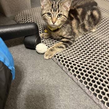 Rescue Domestic Short Hair Cats for Adoption in New Albany, Ohio - Tiger | PetCurious