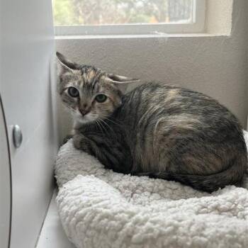 Corriente -  Domestic Short Hair Cat for Adoption in Kanab, Utah - Corriente | PetCurious
