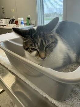 Domestic Short Hair Cats Available for Adoption in Lafayette, Indiana - Agatha | PetCurious