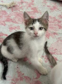 Snickerdoodle -  Domestic Short Hair Cat for Adoption in Fenton, Missouri - Snickerdoodle | PetCurious