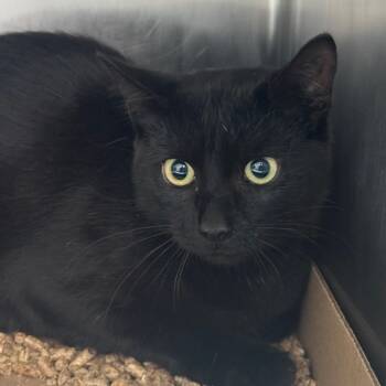 Rescue Domestic Short Hair Cats for Adoption in Newark, New Jersey - Antique | PetCurious