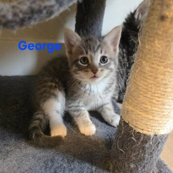 Georgina -  Domestic Short Hair Cat for Adoption in Victoria, British Columbia - Georgina | PetCurious
