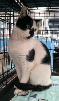 American Shorthair Cats Available for Adoption - Pixel | PetCurious