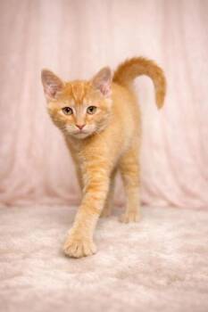 Cheddar -  Domestic Short Hair Cat for Adoption in Wilkesboro, North Carolina - Cheddar | PetCurious