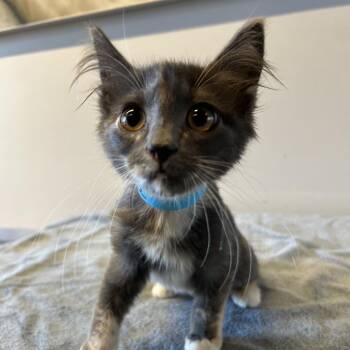 Wendsleydale -  Domestic Medium Hair Cat for Adoption in San Gabriel, California - Wendsleydale | PetCurious