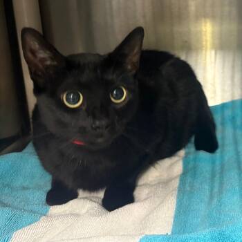 Lovey -  Domestic Short Hair Cat for Adoption in San Gabriel, California - Lovey | PetCurious