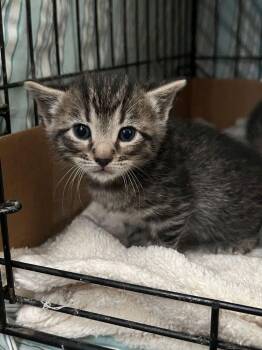 Moe -  Domestic Short Hair Cat for Adoption in Mcpherson, Kansas - Moe | PetCurious