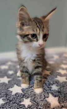 Sean -  Domestic Long Hair Cat for Adoption in Kimberlin Heights, Tennessee - Sean | PetCurious
