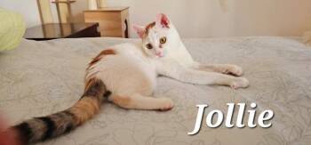 Domestic Short Hair Cats Available for Adoption in Lunenburg, Massachusetts - Jollie | PetCurious