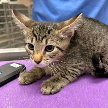 Nigel -  Domestic Short Hair Cat for Adoption in Indianapolis, Indiana - Nigel | PetCurious