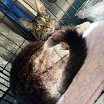 Sophie -  Domestic Short Hair Cat for Adoption - Sophie | PetCurious