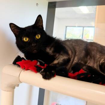 Kajo -  Domestic Short Hair Cat for Adoption in Fort Wayne, Indiana - Kajo | PetCurious