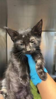 VEGGY -  Domestic Short Hair Cat for Adoption in San Antonio, Texas - VEGGY | PetCurious