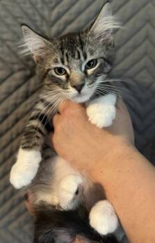 Rescue Domestic Medium Hair Cats for Adoption in Shell Lake, Wisconsin - Doris | PetCurious