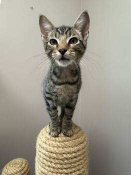 Vostok -  Domestic Short Hair Cat for Adoption in Friendswood, Texas - Vostok | PetCurious