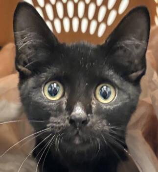 Padfoot -  Domestic Short Hair Cat for Adoption in Golden, Colorado - Padfoot | PetCurious