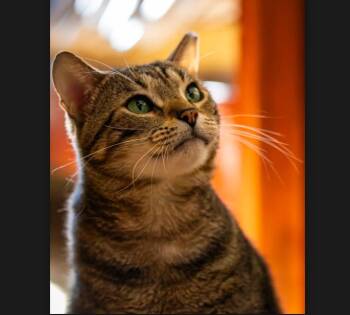 Apollo Bell -  Domestic Short Hair Cat for Adoption in Morrison, Colorado - Apollo Bell | PetCurious