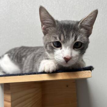 Zolgus -  Domestic Short Hair Cat for Adoption in Dallas, Texas - Zolgus | PetCurious