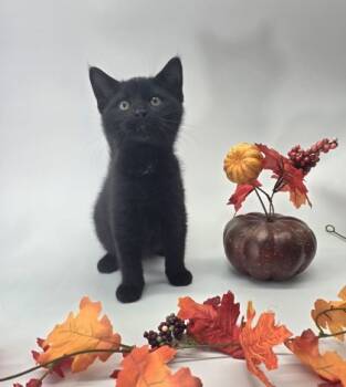 Rescue Domestic Short Hair Cats for Adoption in Morton Grove, Illinois - Licorice | PetCurious