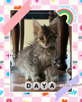 Daya -  Tabby Cat for Adoption in Pasco, Washington - Daya | PetCurious