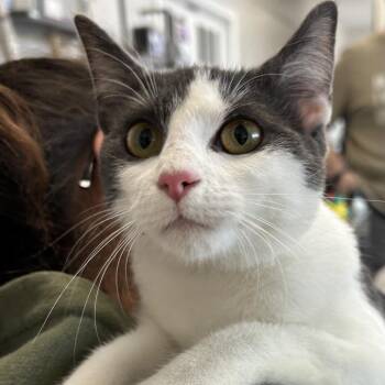 Halle -  Domestic Short Hair Cat for Adoption in Nashville, Tennessee - Halle | PetCurious