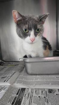 Emmy -  Domestic Short Hair Cat for Adoption in Pine Grove, Pennsylvania - Emmy | PetCurious