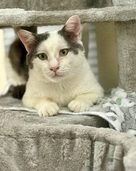 Rescue Domestic Short Hair Cats for Adoption - Finn | PetCurious