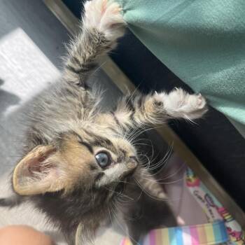 N. Gin -  Domestic Short Hair Cat for Adoption in Boulder, Colorado - N. Gin | PetCurious