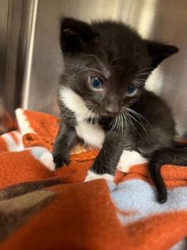 Eugene -  Domestic Short Hair Cat for Adoption in Minot, North Dakota - Eugene | PetCurious