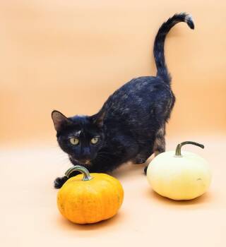 Rescue Domestic Short Hair Cats for Adoption in Springfield, Missouri - Laugh | PetCurious