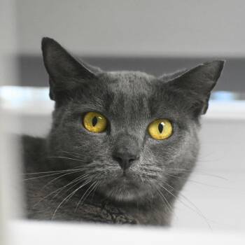 Domestic Short Hair Cats Available for Adoption in St. Petersburg, Florida - Violet | PetCurious