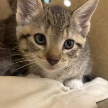 Ube (purple collar) -  Domestic Short Hair Cat for Adoption in Philadelphia, Pennsylvania - Ube (purple Collar) | PetCurious