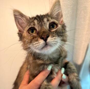 K-Dolly -  Tabby Cat for Adoption in Kennewick, Washington - K-Dolly | PetCurious