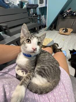 Rescue Tabby Cats for Adoption in Aiea, Hawaii - Kane Brown | PetCurious