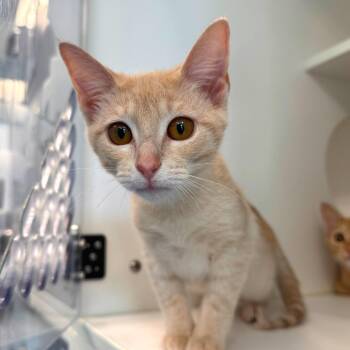 Pancakes -  Domestic Short Hair Cat for Adoption in Greensboro, North Carolina - Pancakes | PetCurious