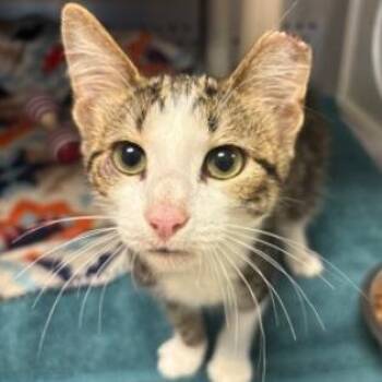 Rogue -  Domestic Short Hair Cat for Adoption in Orange, Virginia - Rogue | PetCurious