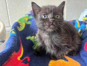COLE -  Domestic Short Hair Cat for Adoption in Houston, Texas - COLE | PetCurious