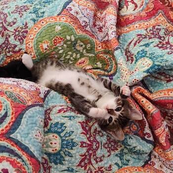 Domestic Short Hair Cats Available for Adoption - TskTskTsk | PetCurious