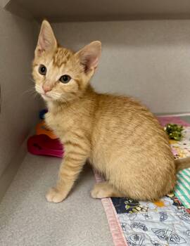 -Fanta -  Tabby and Domestic Short Hair Cat for Adoption in Red Bluff, California - -Fanta | PetCurious