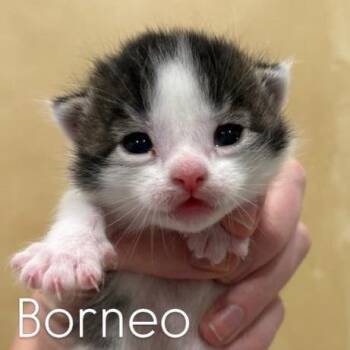 Domestic Short Hair Cats Available for Adoption in Eagle Mountain, Utah - Bormeo Larson | PetCurious