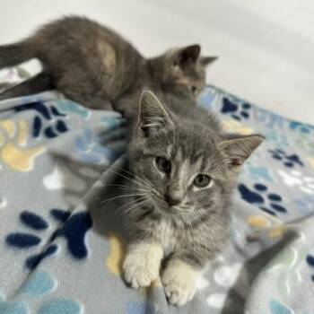 Ash -  Domestic Short Hair Cat for Adoption in Lakeville, Minnesota - Ash | PetCurious